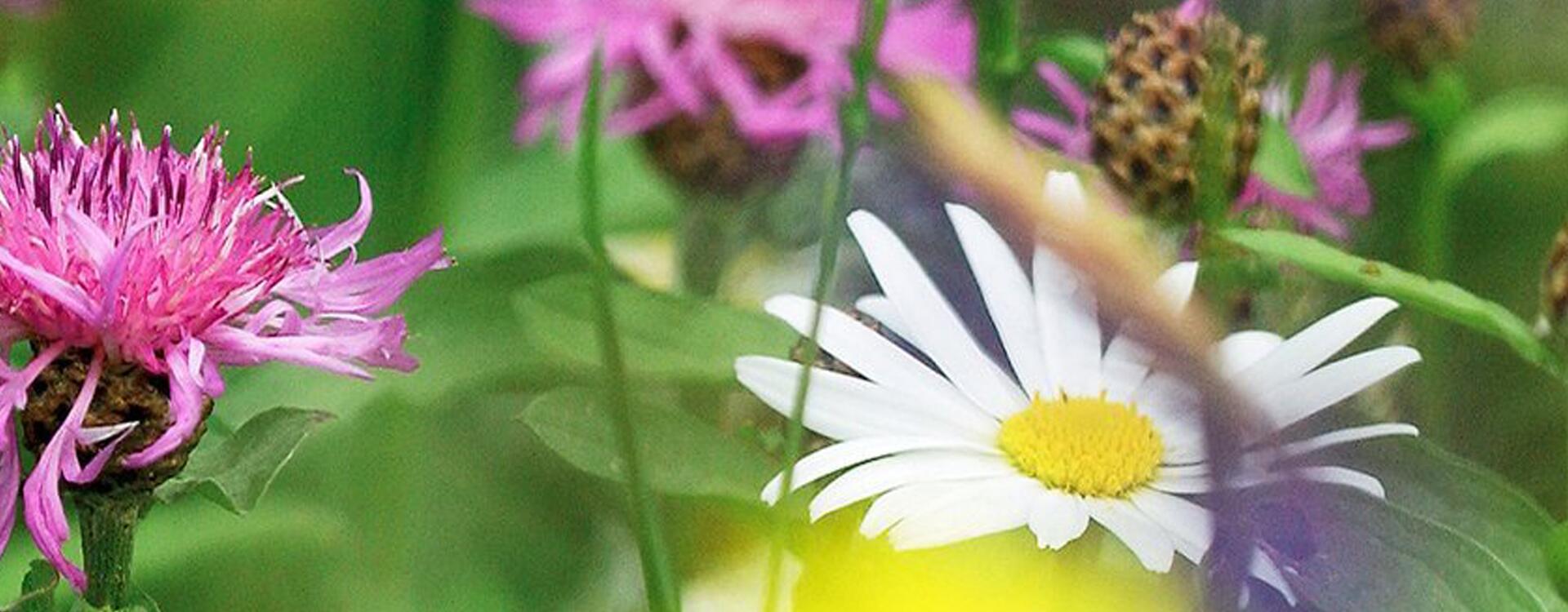 Bündnis Natur 2026 – Wasser - eine Geschichte des Lebens