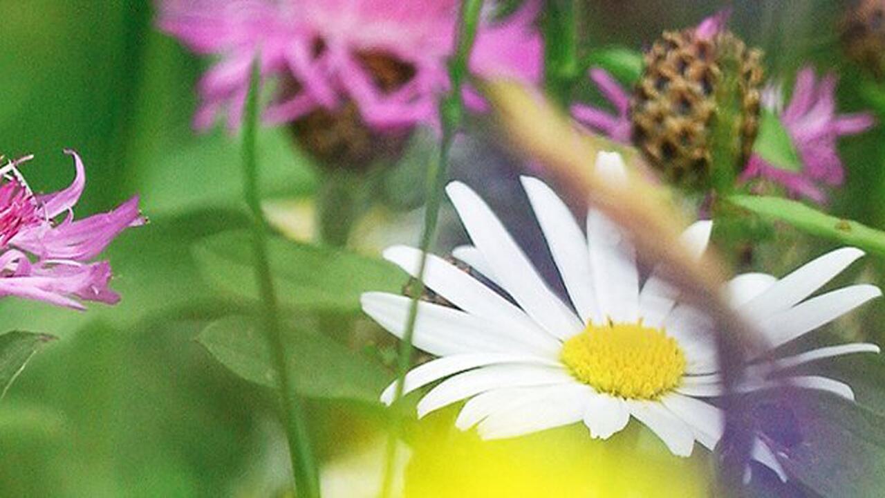 Bündnis Natur 2026 – Wasser - eine Geschichte des Lebens