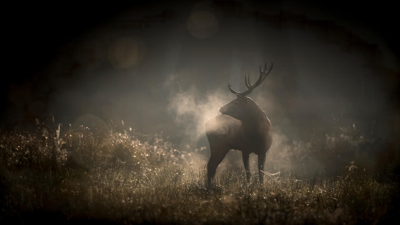 Le chant des forêts