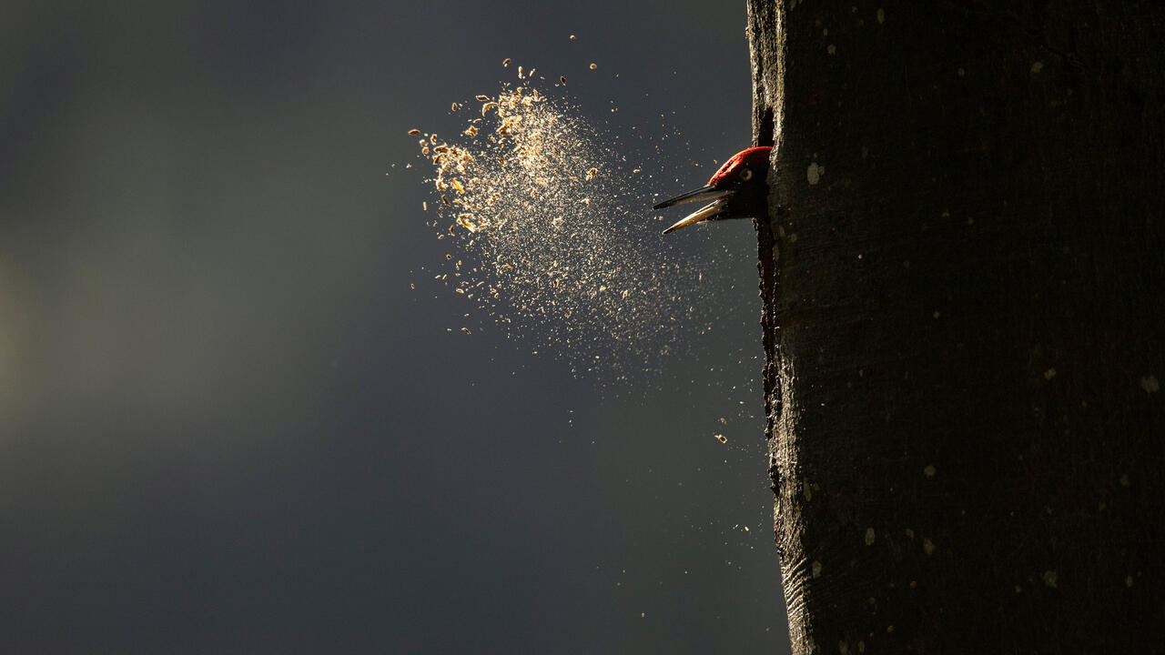 Le chant des forêts