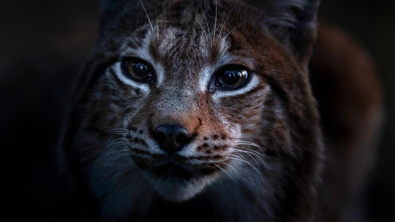 Le chant des forêts