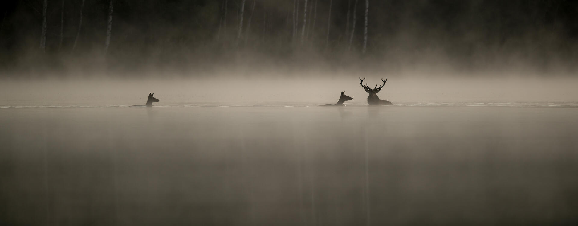 Le chant des forêts