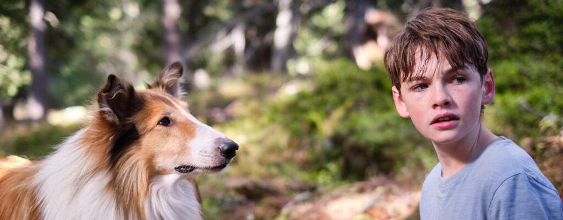 Lassie - ein neues Abenteuer