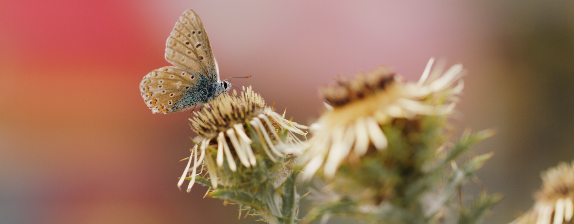 Bahnhof der Schmetterlinge