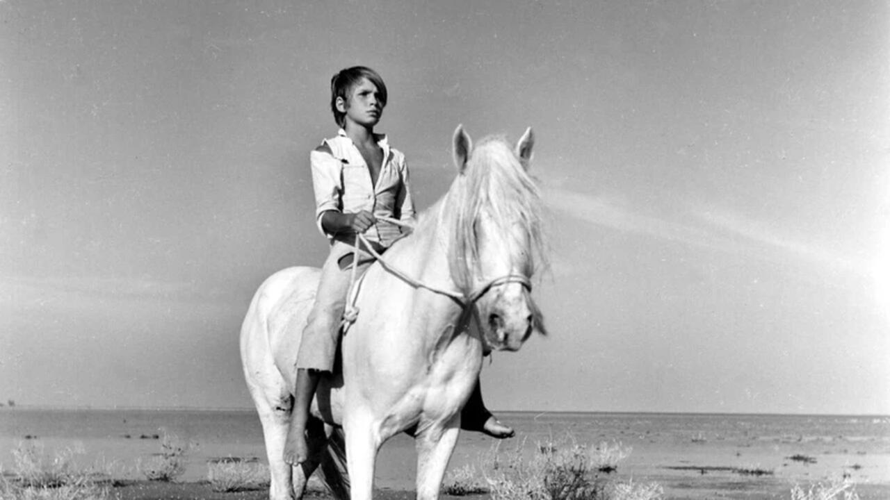 Zauberlaterne: Der weisse Hengst