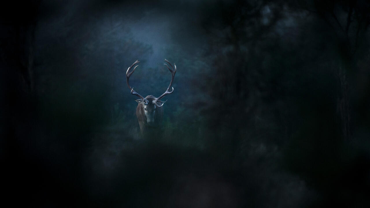 Le chant des forêts - Das Flüstern der Wälder