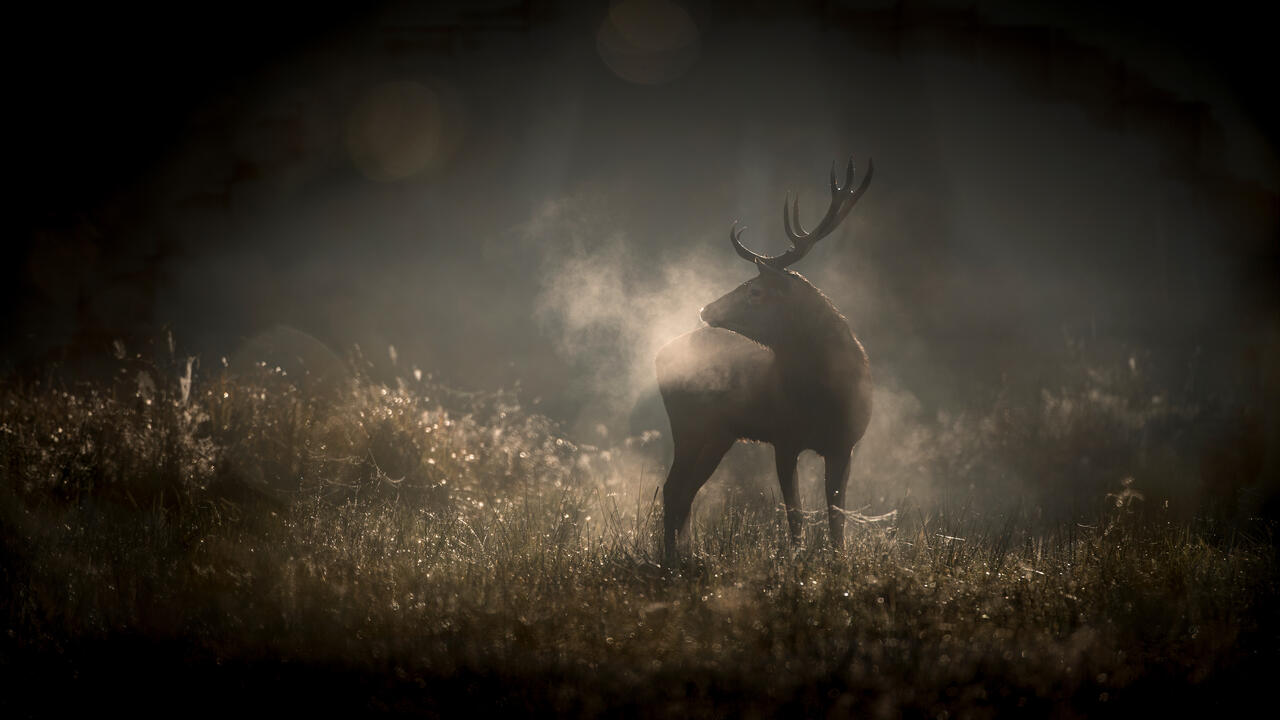 Le chant des forêts - Das Flüstern der Wälder