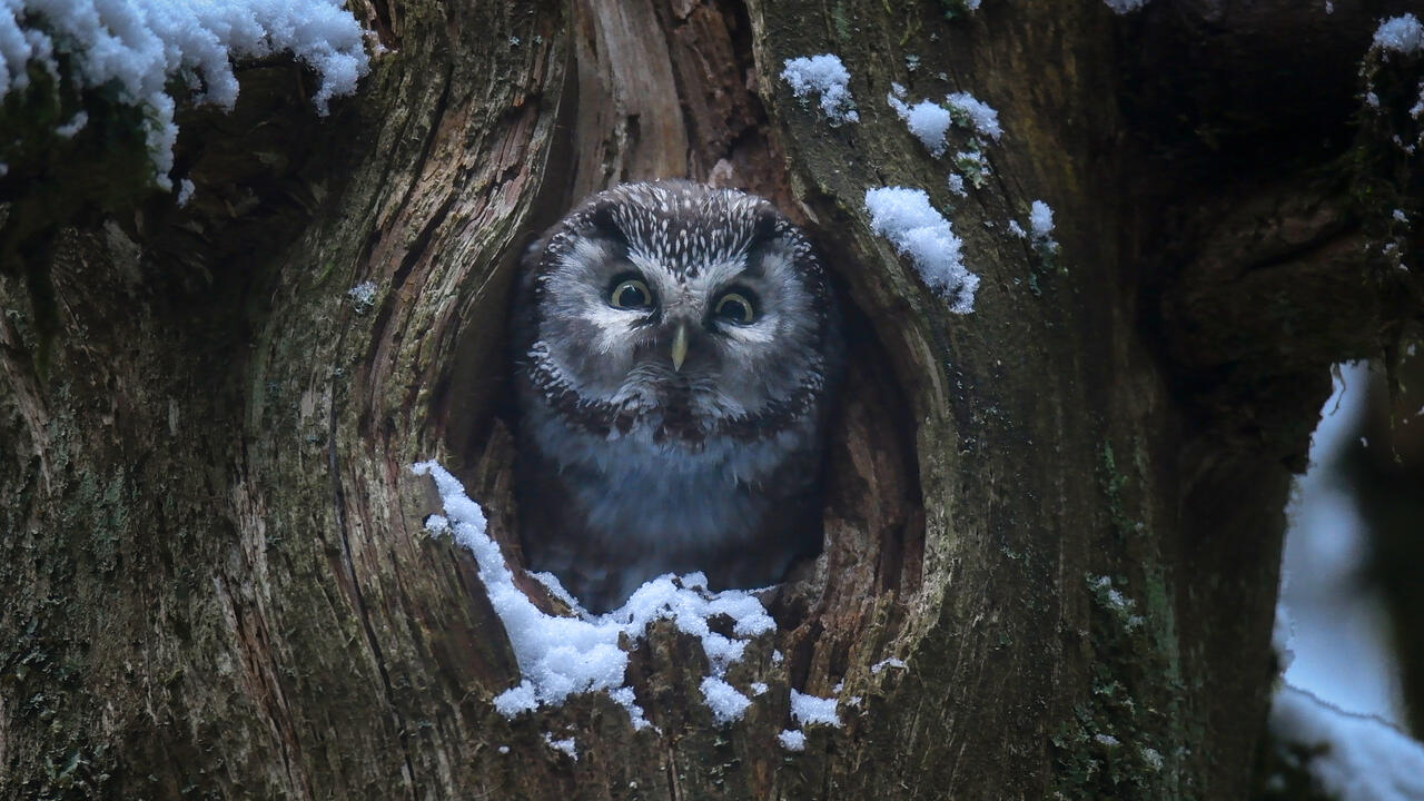 Le chant des forêts - Das Flüstern der Wälder