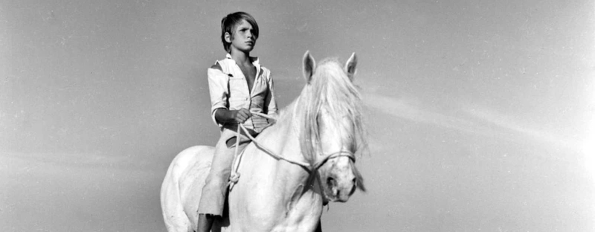 Zauberlaterne: Der weisse Hengst