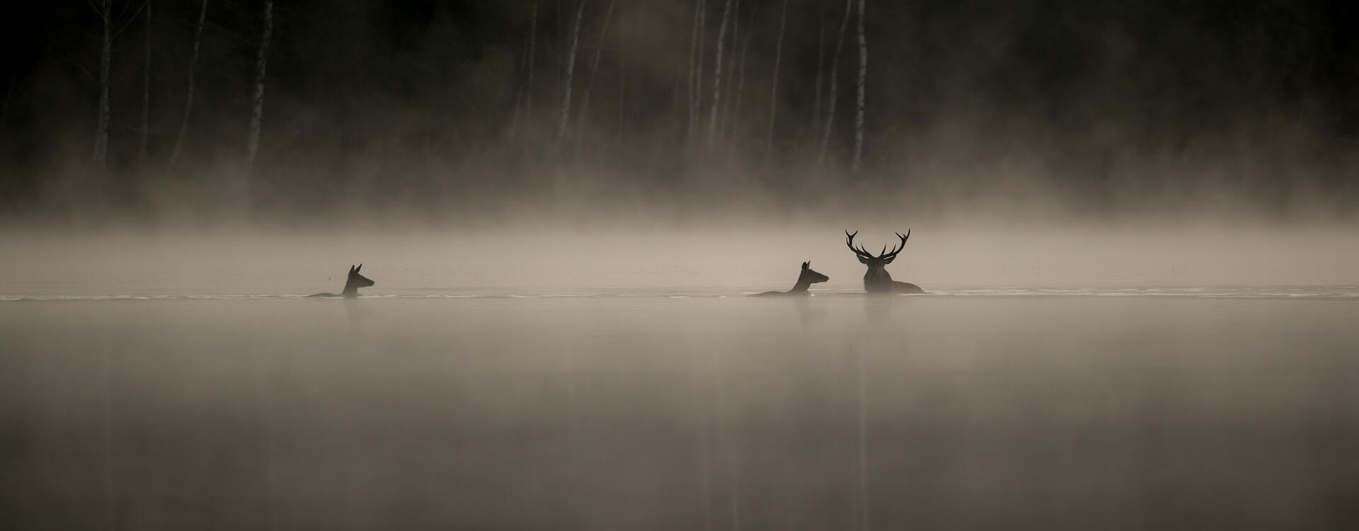 Le chant des forêts - Das Flüstern der Wälder